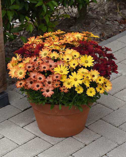 Osteospermum ecklonis Akila Series F1 sunset shades 1000 semien